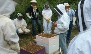 Beekeeping Courses