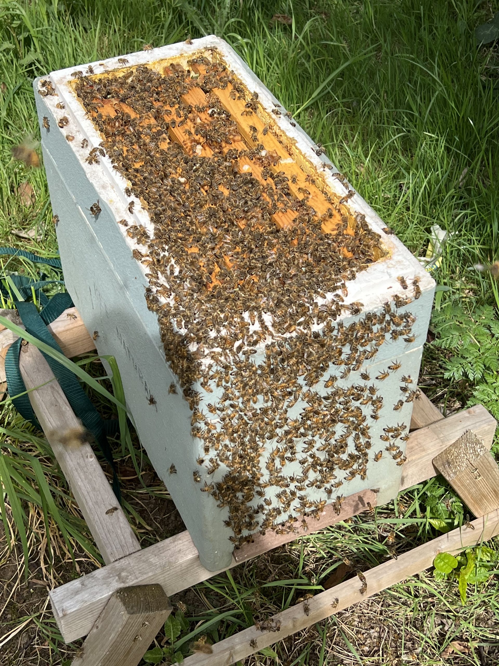 Overwintered 5 Frame B.S Nuc - The Beekeeping Shop